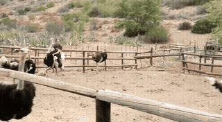 In groppa a uno struzzo in Sudafrica